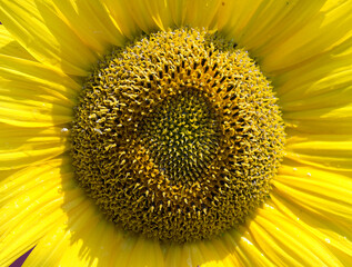 The close up photo of a sunflower which carries the yellow tones of nature on itself