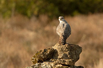Obraz premium Northern goshawk on a cold winter morning with the first light of dawn