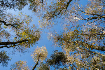 Low angle view on forest and blue sky