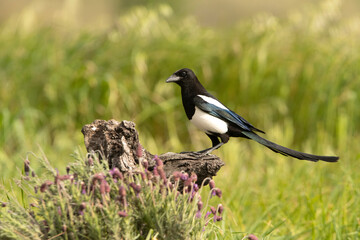 Common magpie in its breeding territory with the first light of day in a Mediterranean bush