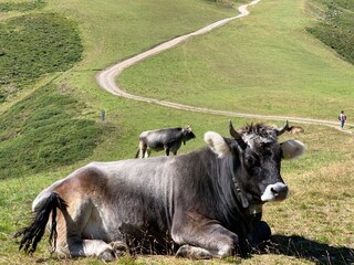 cows in a meadow