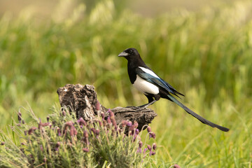 Common magpie in its breeding territory with the first light of day in a Mediterranean bush
