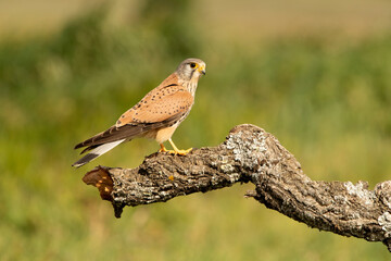 Male Common kestrel at his favorite perch in the late afternoon lights