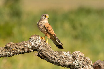 Male Common kestrel at his favorite perch with a field mouse hunted in the late afternoon lights
