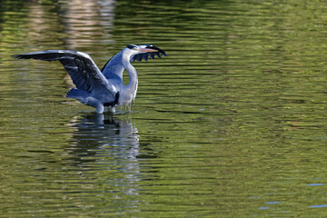 A grey heron opens its wings in the middel of the river