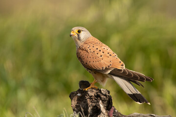 Male Common kestrel at his favorite perch in the late afternoon lights