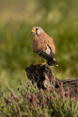 Male Common kestrel at his favorite perch with a field mouse hunted in the late afternoon lights