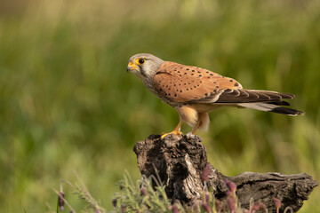 Male Common kestrel at his favorite perch in the late afternoon lights