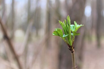 spring in the forest