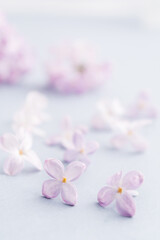 Fototapeta na wymiar Floral spring purple lilac art design background with copy space. Soft focus