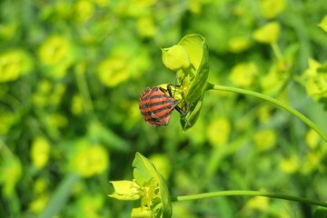 Grafozoma beetle on spurge flowers in the meadow