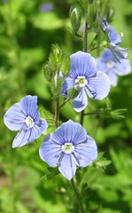 Blue veronica flowers in the garden on natural green background, closeup