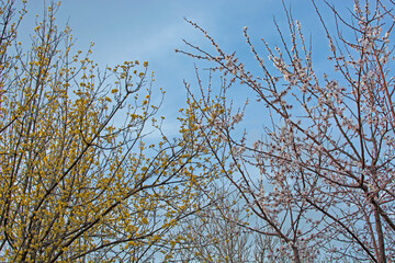 Blooming apricot and dogwood trees side by side. Smart blur applied.a beautiful spring background.Yellow,white and red color.