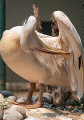 Great White Pelican or Rosy Pelican