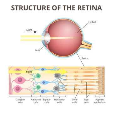 eyeball in section, structure of the retina, close-up
