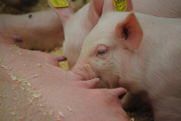 Bébé cochons en train d'allaiter aux tétines de la maman