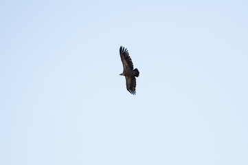 Vista del pantano de Camarasa con aguila sobrevolando