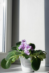 Homemade small flower in a pot indoors on a windowsill, close-up. Beautiful violet. Vertical photo