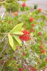 Malaleuca citrina