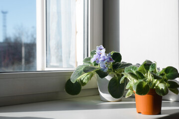 Small flowering plants in pots indoors on a windowsill. Beautiful violet.
