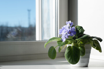 Homemade small flower in a pot standing on the windowsill by the window, close-up. Beautiful violet