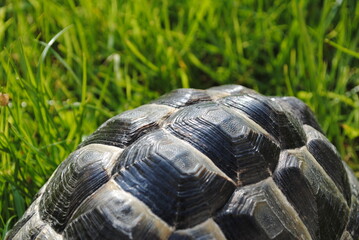 Carapace de tortue en été au soleil