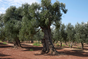 Olea europaea trees 