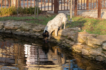 a stray black and white dog drinks water from a stream