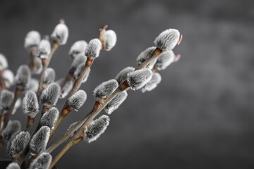 Beautiful bouquet of pussy willow branches on grey background, closeup
