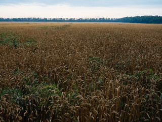 Yellow fields summer blue sky tall trees Fresh air in the background