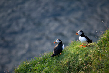 Puffins on cliff, ocean in background, Faroe Islands.
