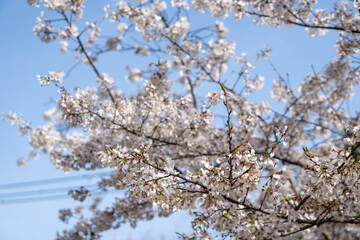 Beautiful spring cherry blossoms in Japan