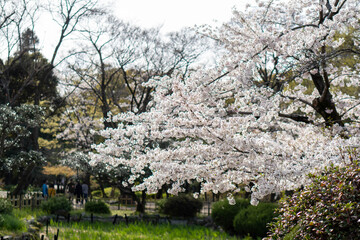 Beautiful spring cherry blossoms in Japan