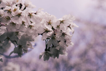 Beautiful spring cherry blossoms in Japan