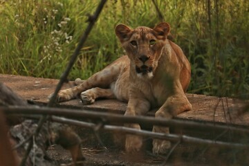 lion cub in zoo
