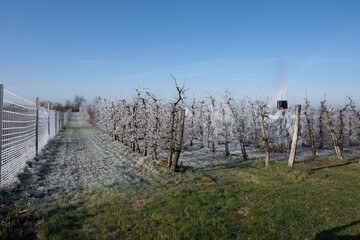 Obraz premium Frostapril 2021