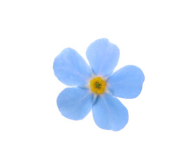 Fototapeta na wymiar Beautiful blue Forget-me-not flower isolated on white