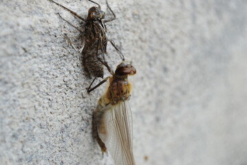 Odonata, métamorphose de libellule sortant de son exuvie