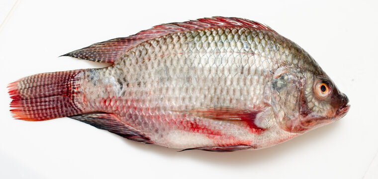 Tilapia Fish Isolated White Background 