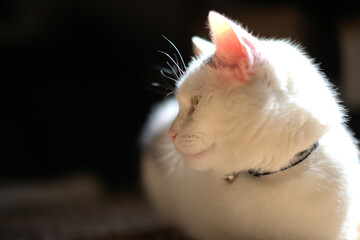 White domestic cat closeup profile.