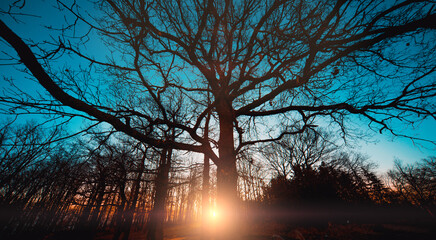 Sunrise in the forest. Sunlight through the trees