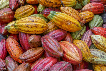 Fototapeta Colorful close up view of a pile of cocoa pods after harvest, Bada valley, Lore Lindu National Park, Central Sulawesi, Indonesia obraz