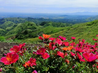 flowers in the mountain