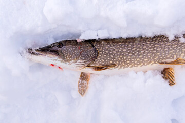 Northern Pike while ice fishing lies on snow in winter