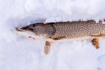 Northern Pike while ice fishing lies on snow in winter