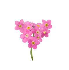 Fototapeta na wymiar Delicate pink forget me not flowers on white background