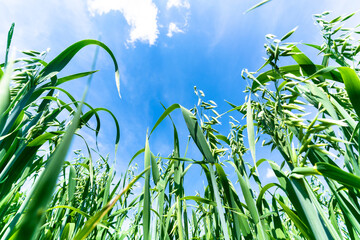 Meadow grass in the field in the early morning
