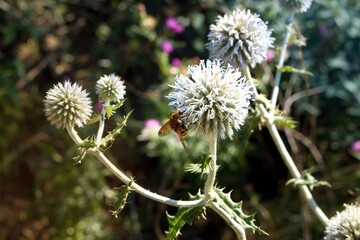 Hoverflies on Echinops sphaerocephalus in hot summer
