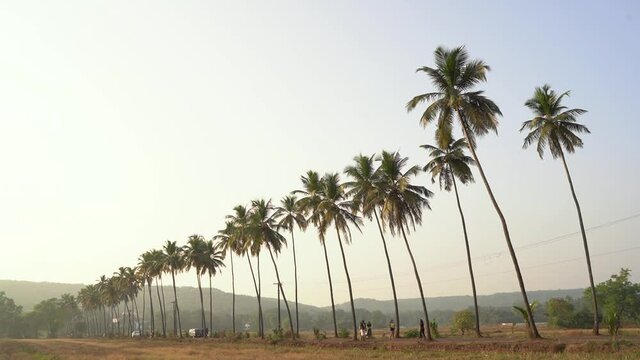Palm trees at the Parra Road