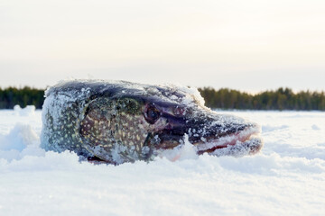 North pike. during cold winter time. Ice fishing